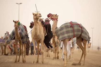 Racing camels in Qatar