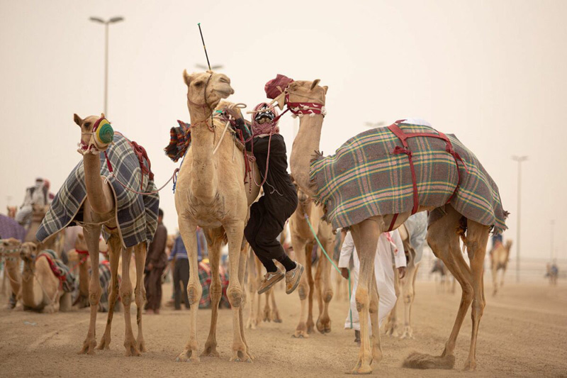 Racing camels in Qatar