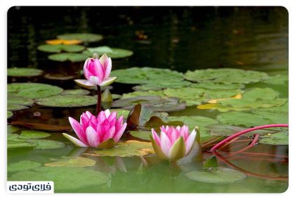 Spectacular places in Sari