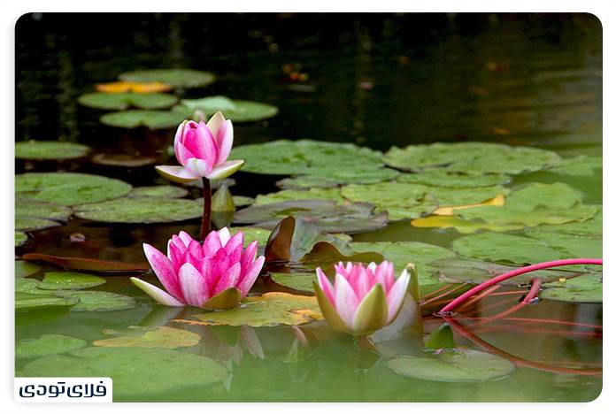 Spectacular places in Sari