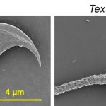 This protein compound is vital for male fertility