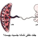 What is the posterior pair of gender?