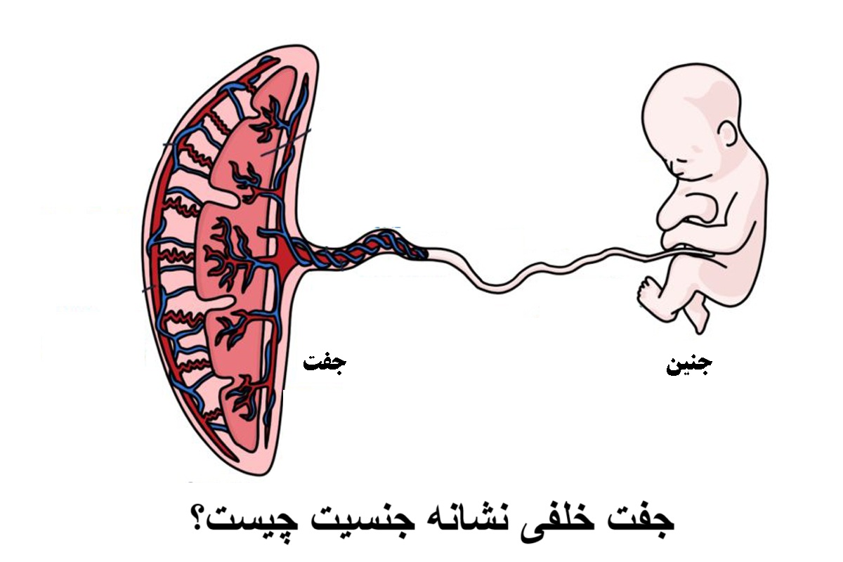 What is the posterior pair of gender?