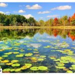 Where is the Anzali Wetland