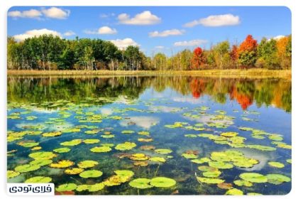Where is the Anzali Wetland