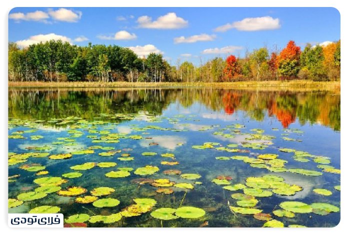 Where is the Anzali Wetland