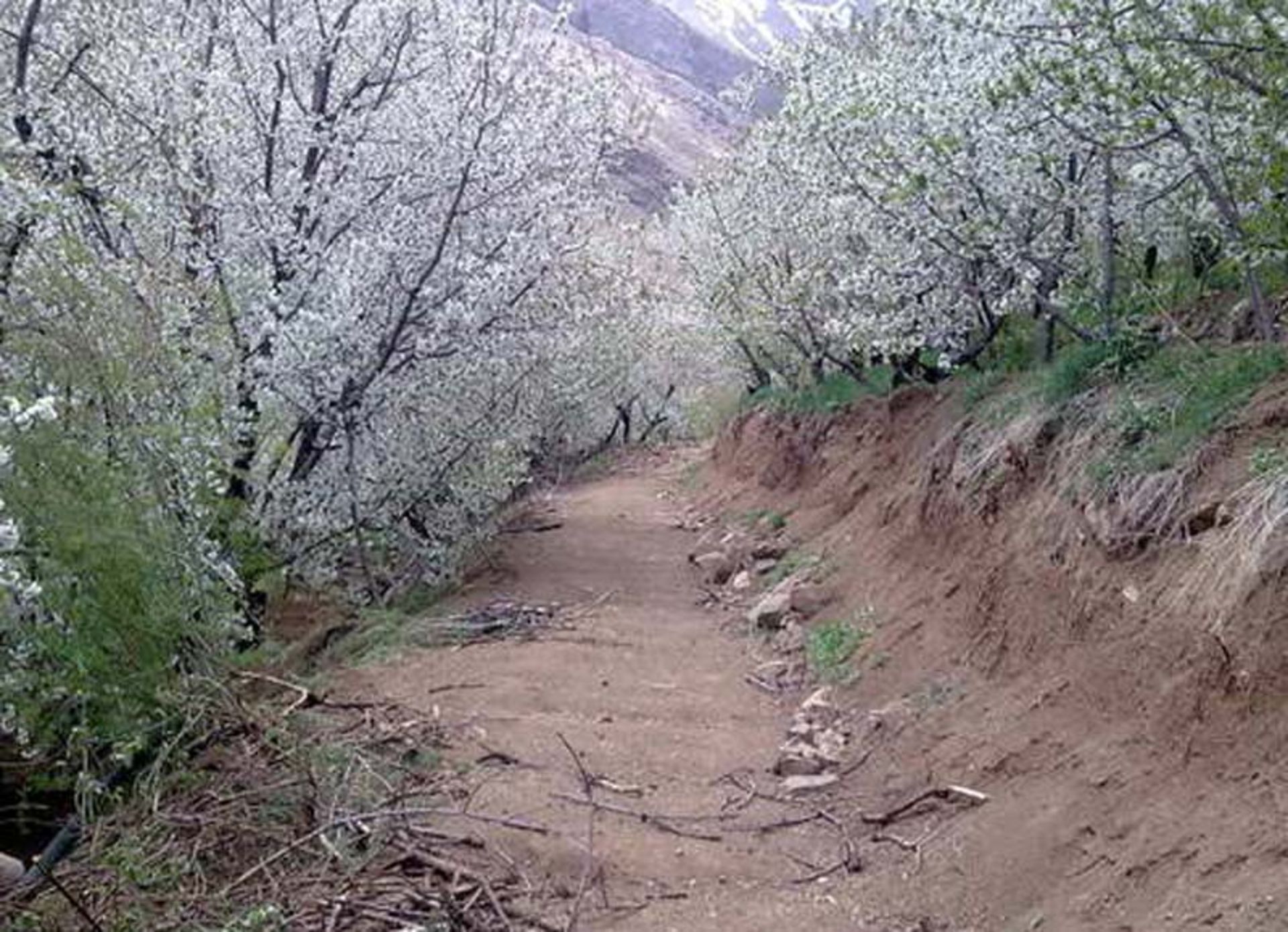 Spring blossoms along the Sangan Village route