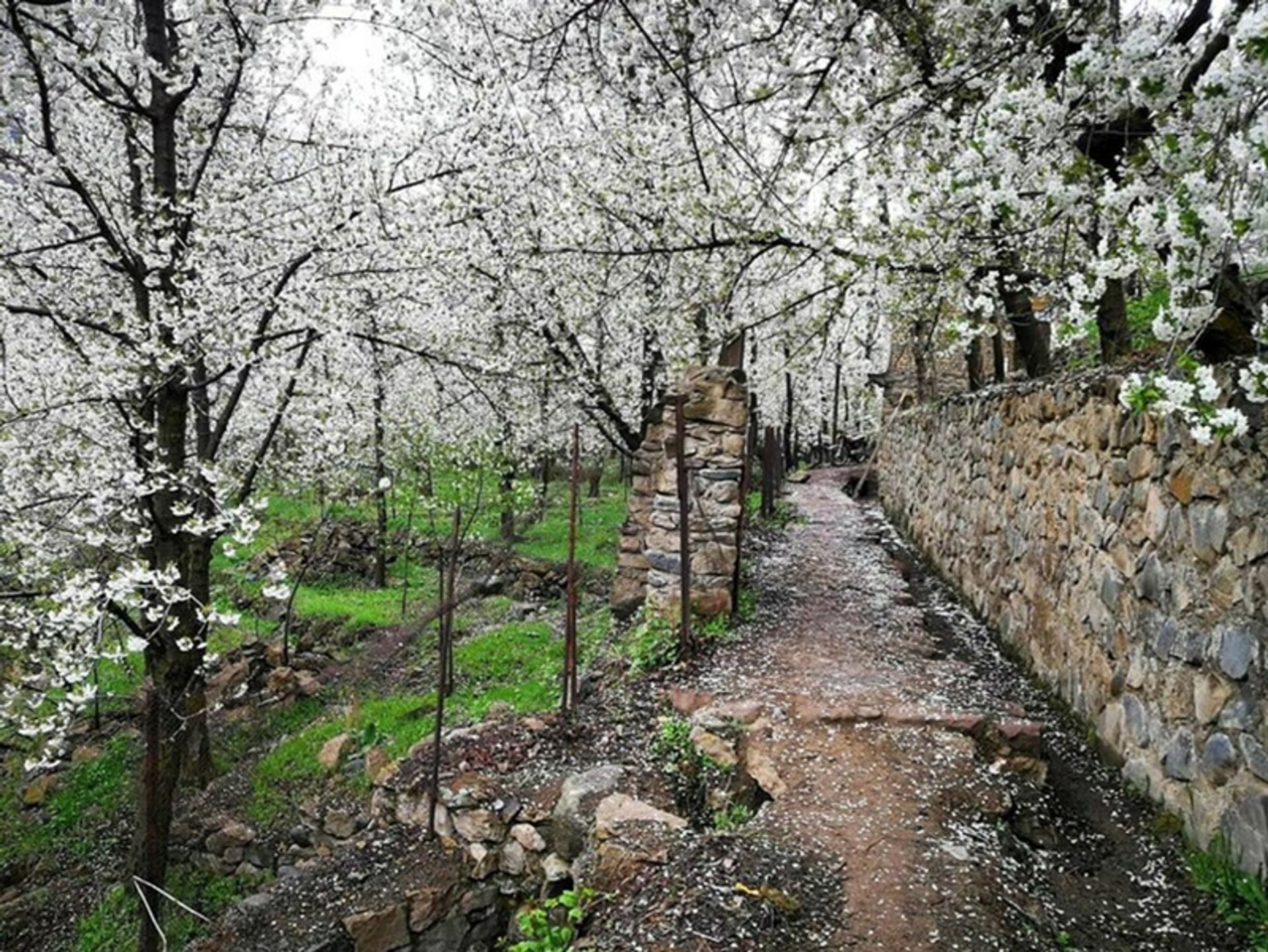 Spring in Randan Village