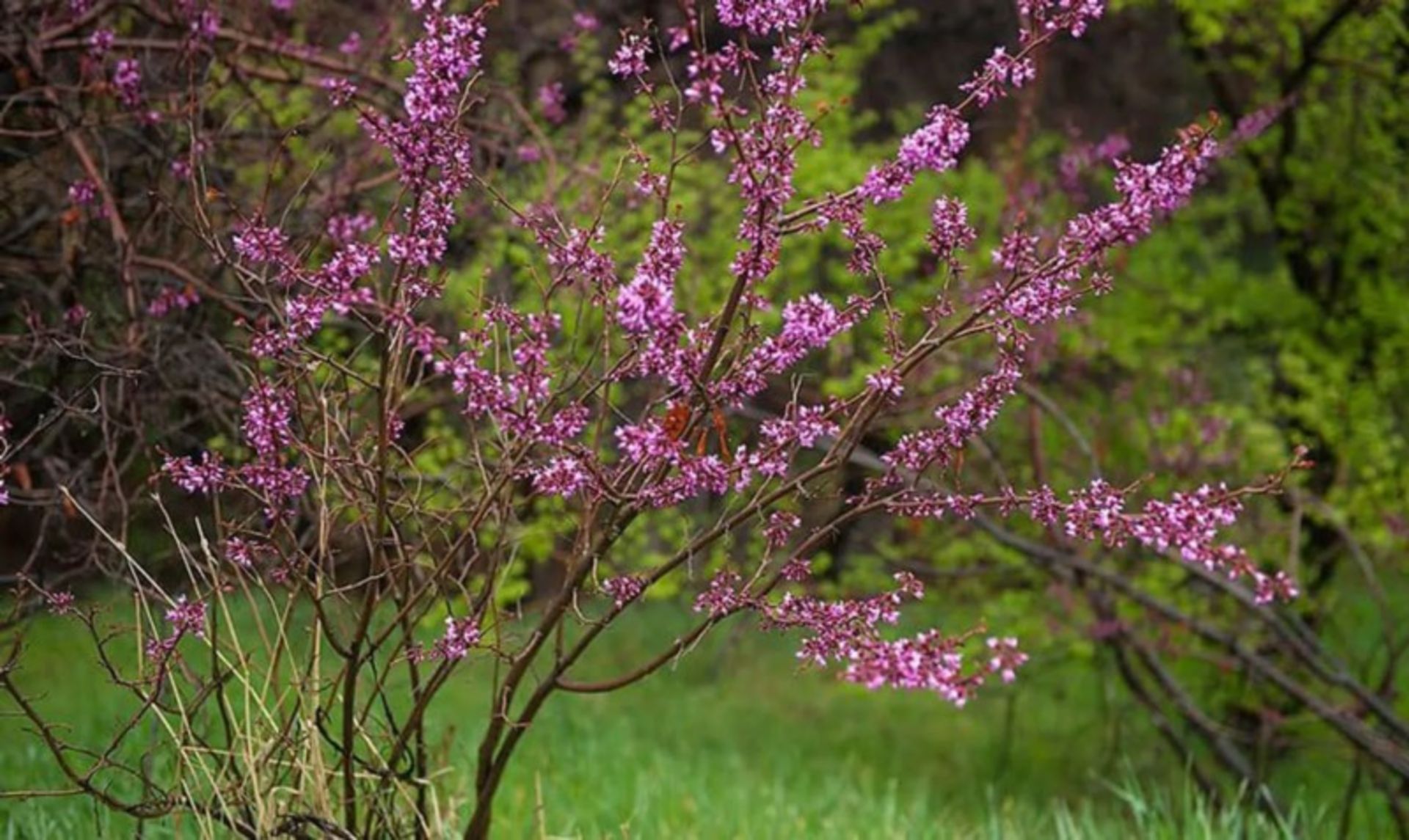 The bushy tree in the Louisiana Forest Park