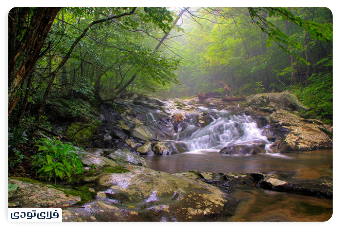 Vegetation and Animal Coating White Waterfall
