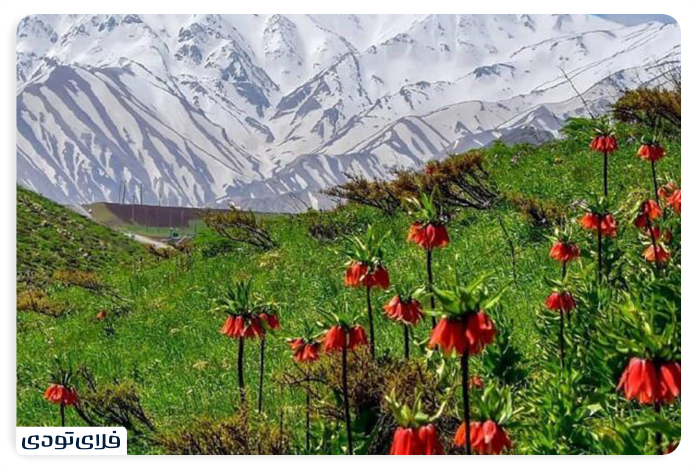 The plains of the overturned tulips