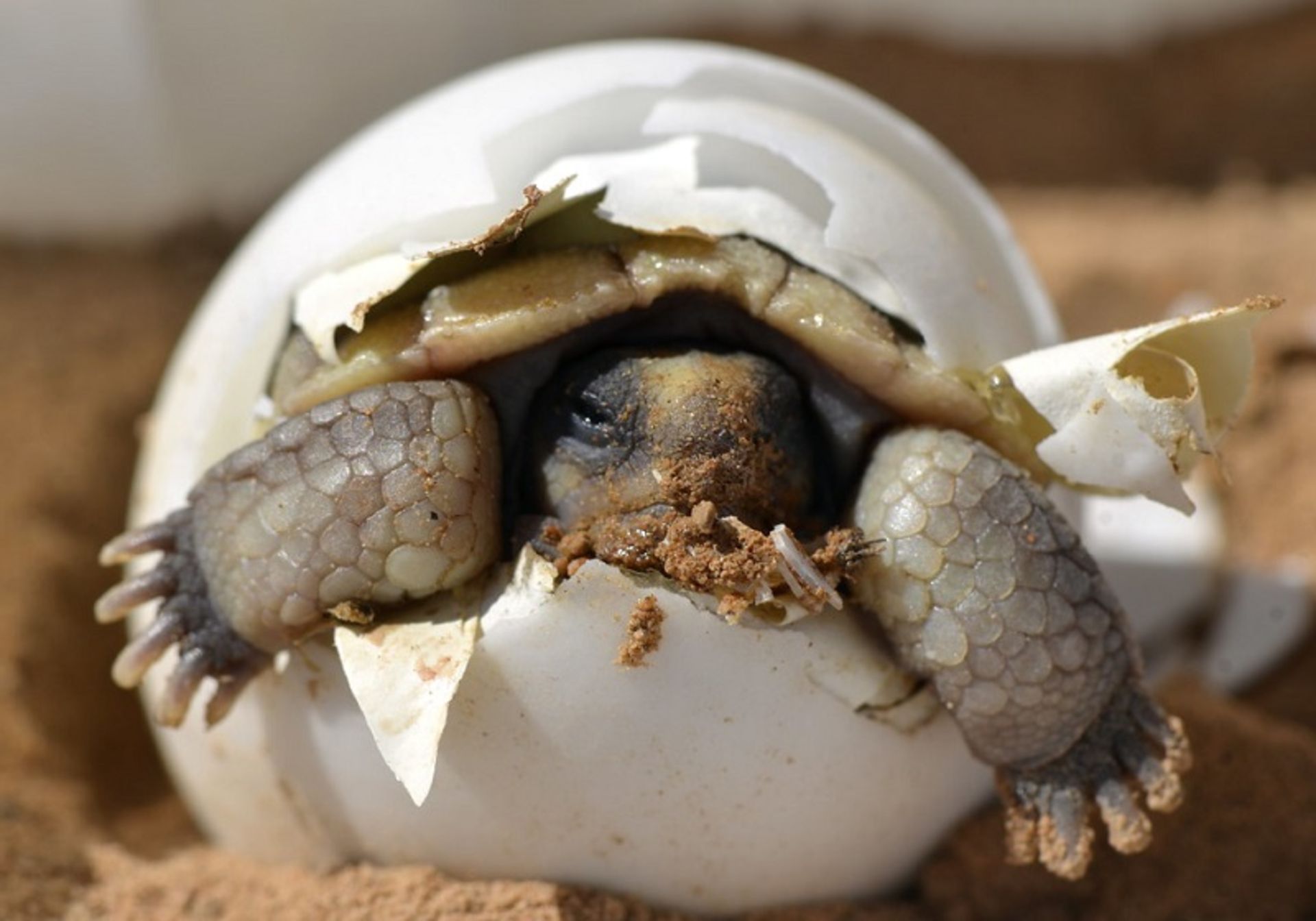 Turtle chick in the egg