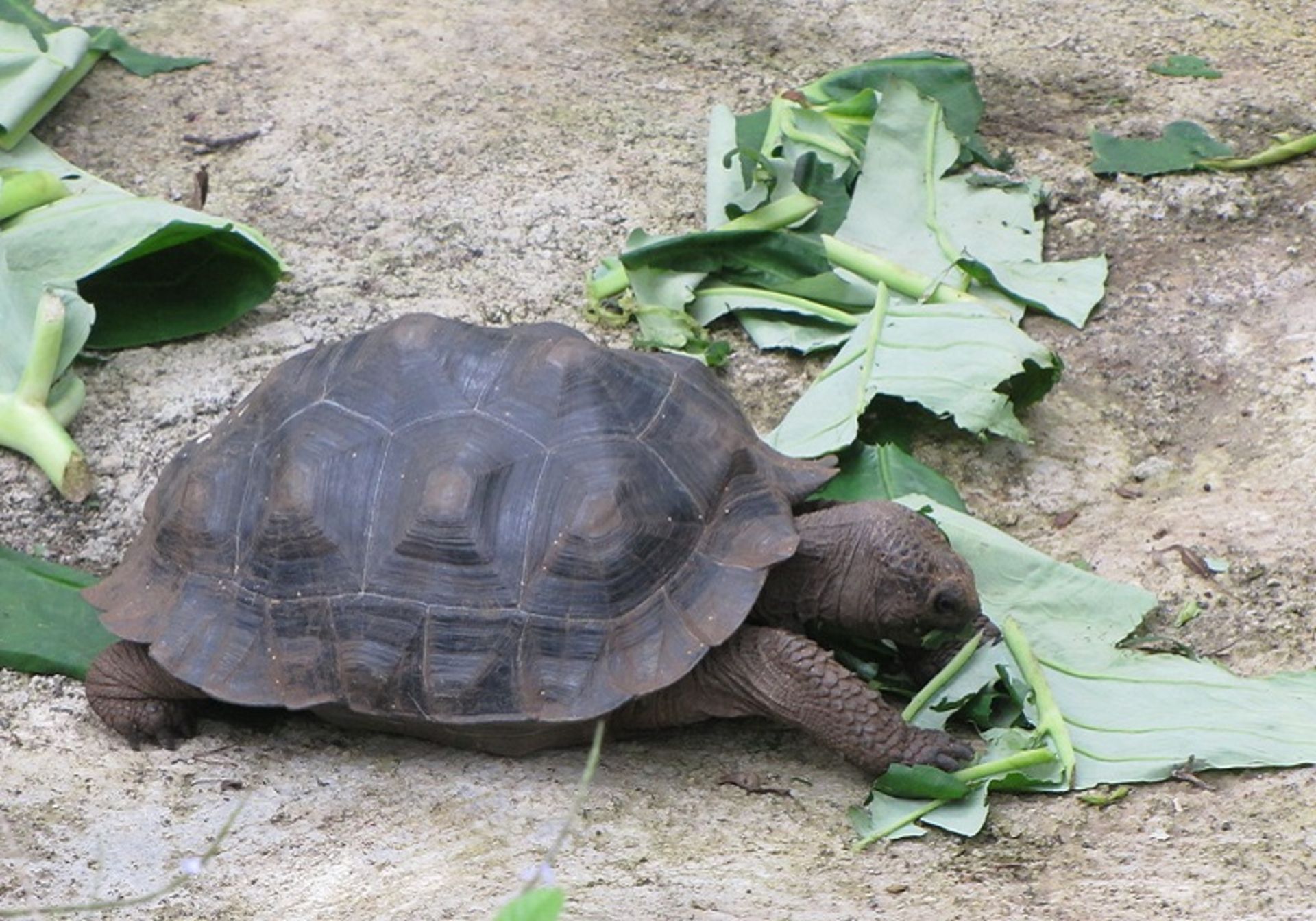 Turtle baby in the zoo