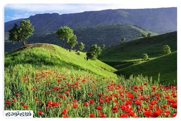 Arjan Shiraz Plain Coating