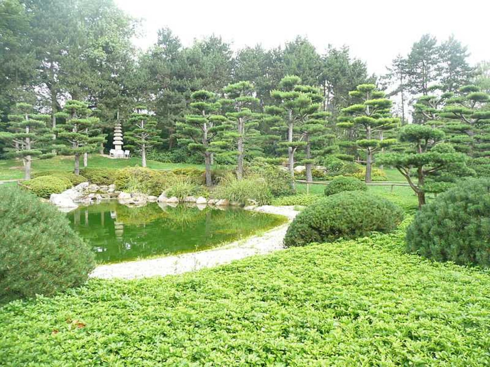 Vegetation of Japanese Garden