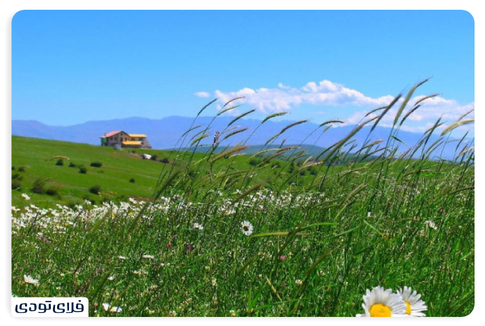 Nature of Hazelnut Forest