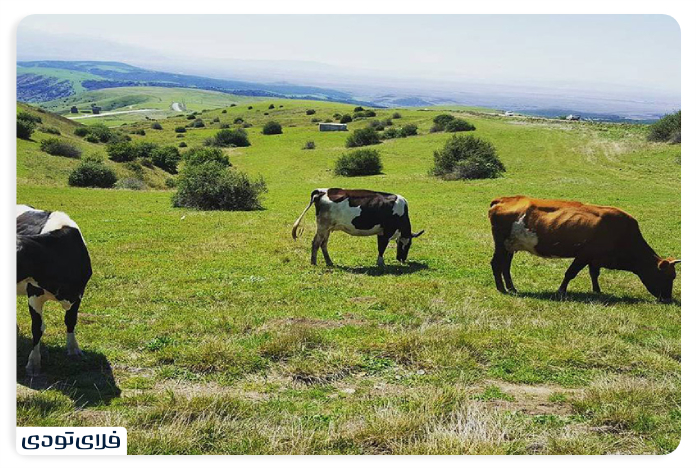 What animals are there in the hazelnut forest? 