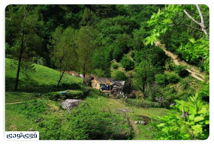 Important Tips for Visiting the Forest Forest