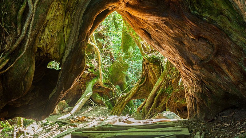 5. Yakushima, Japan
