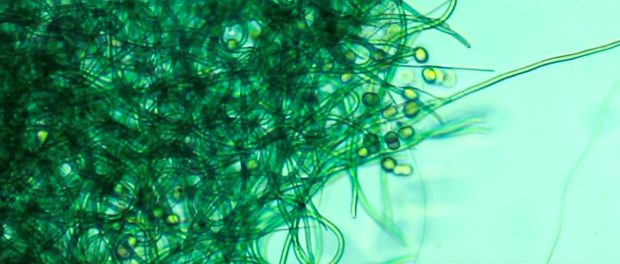 The form of alien life