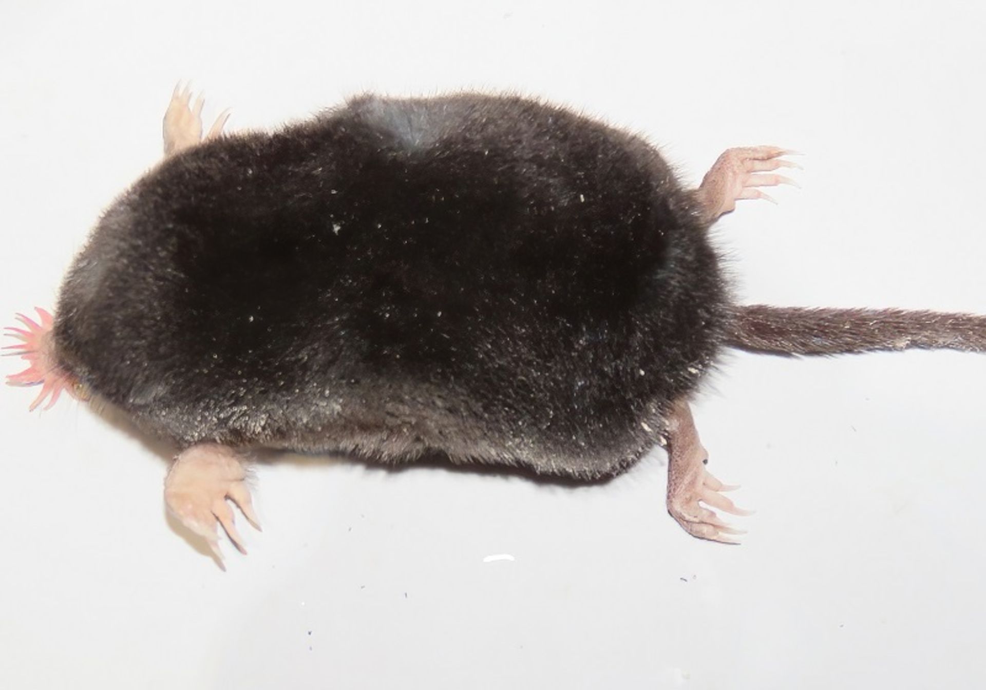 The body of the star blind mouse