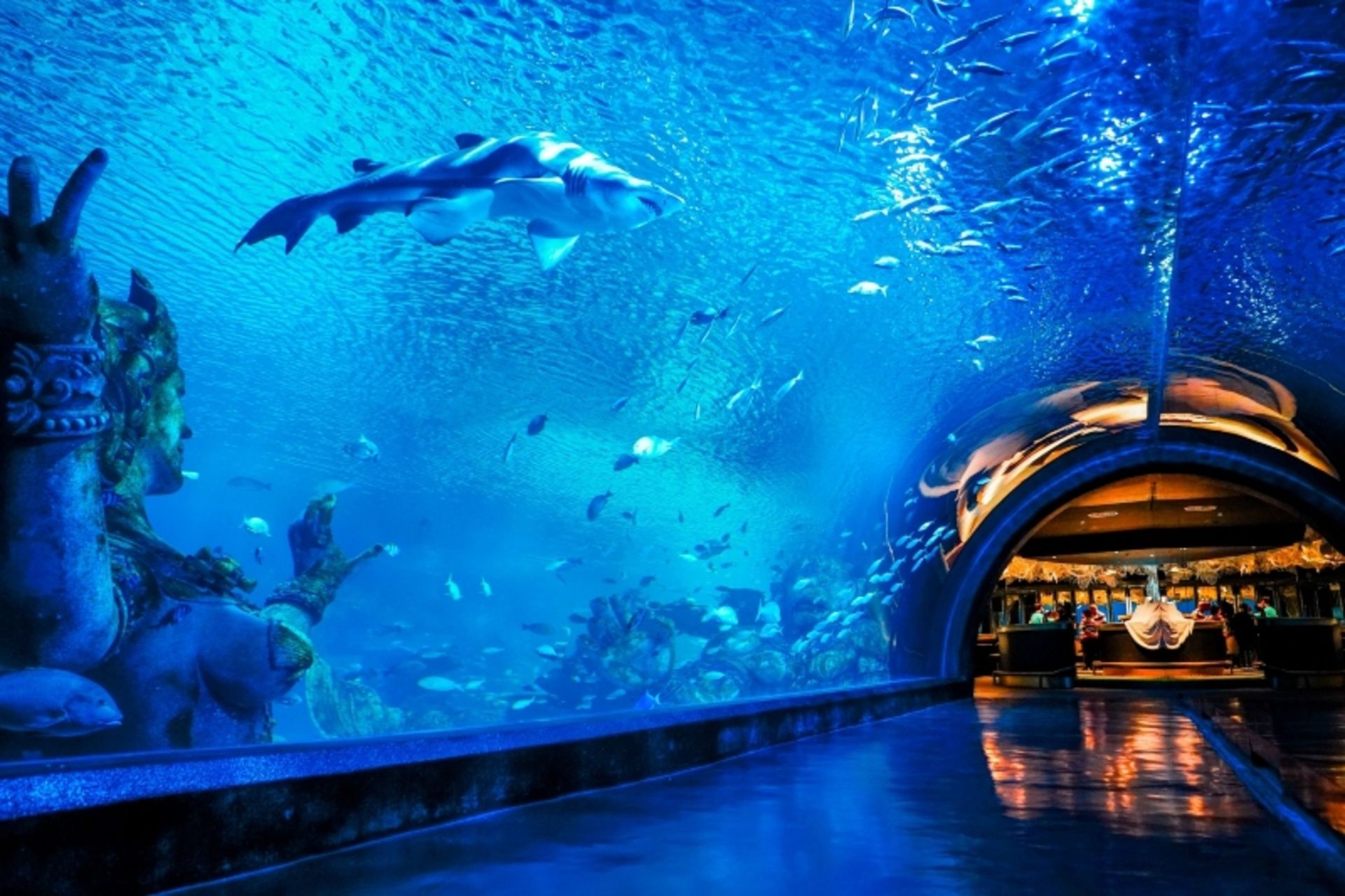 Phuket aquarium tunnel