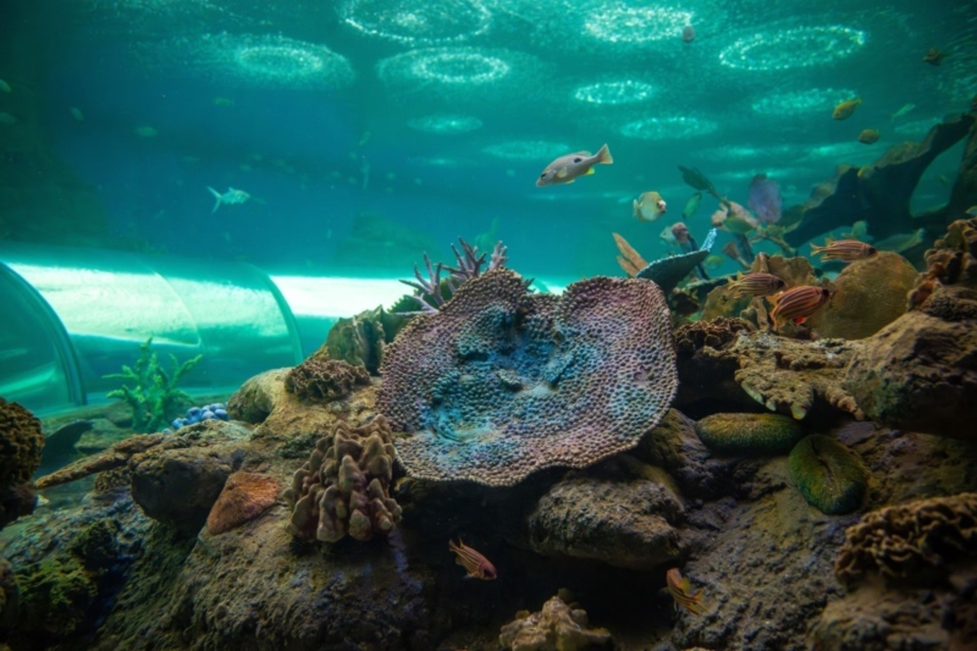 Coral Island of Mountain Lareh in Pattaya