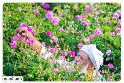 History of pear ceremonies in Kashan