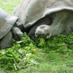 Philadelphia Zoo Turtles