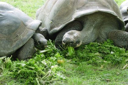 Philadelphia Zoo Turtles