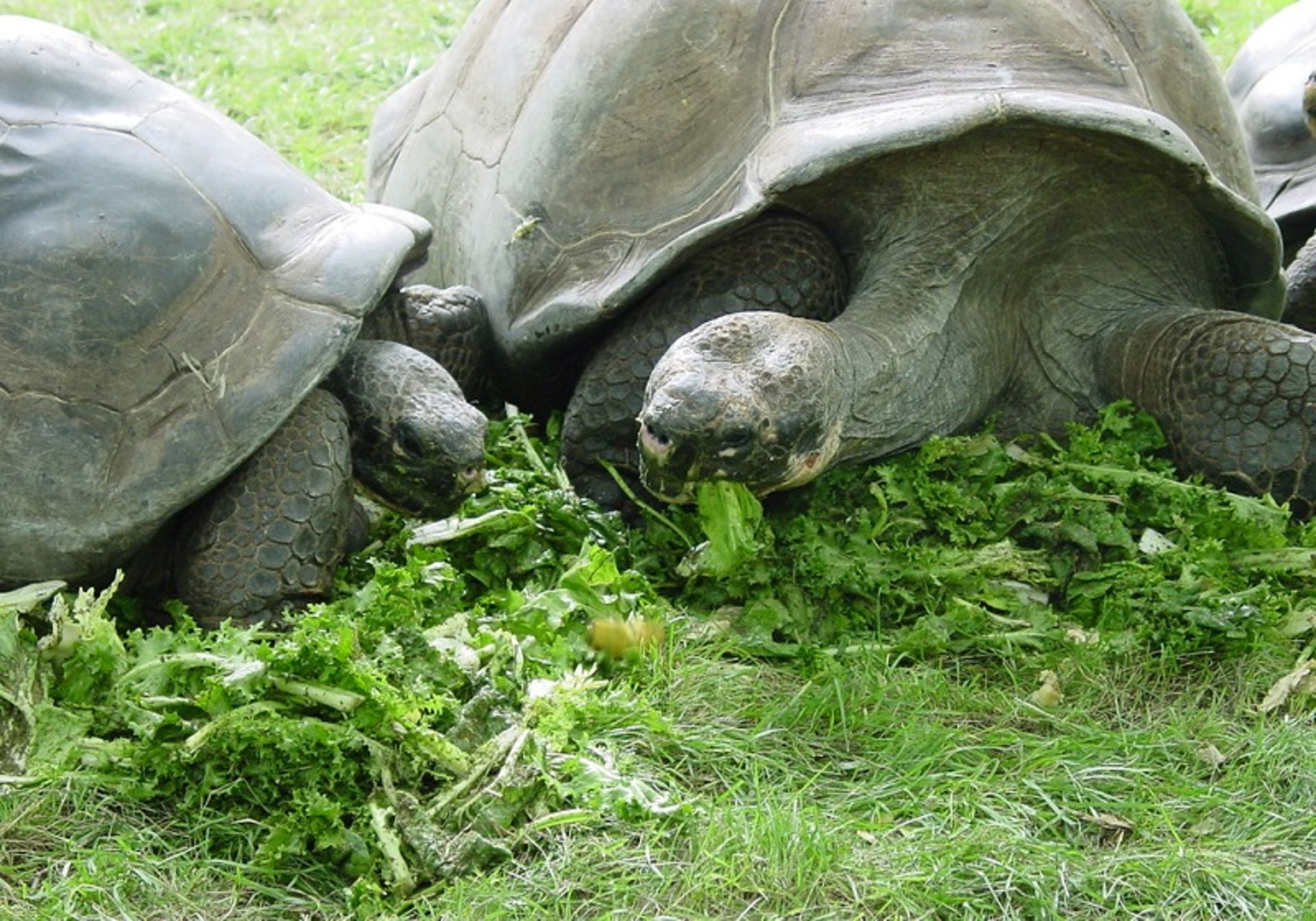 Philadelphia Zoo Turtles