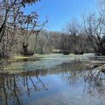 Trees in the marsh of Qadikla Ghaemshahr