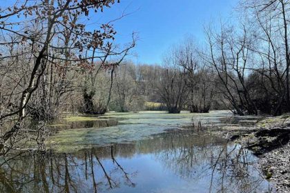 Trees in the marsh of Qadikla Ghaemshahr