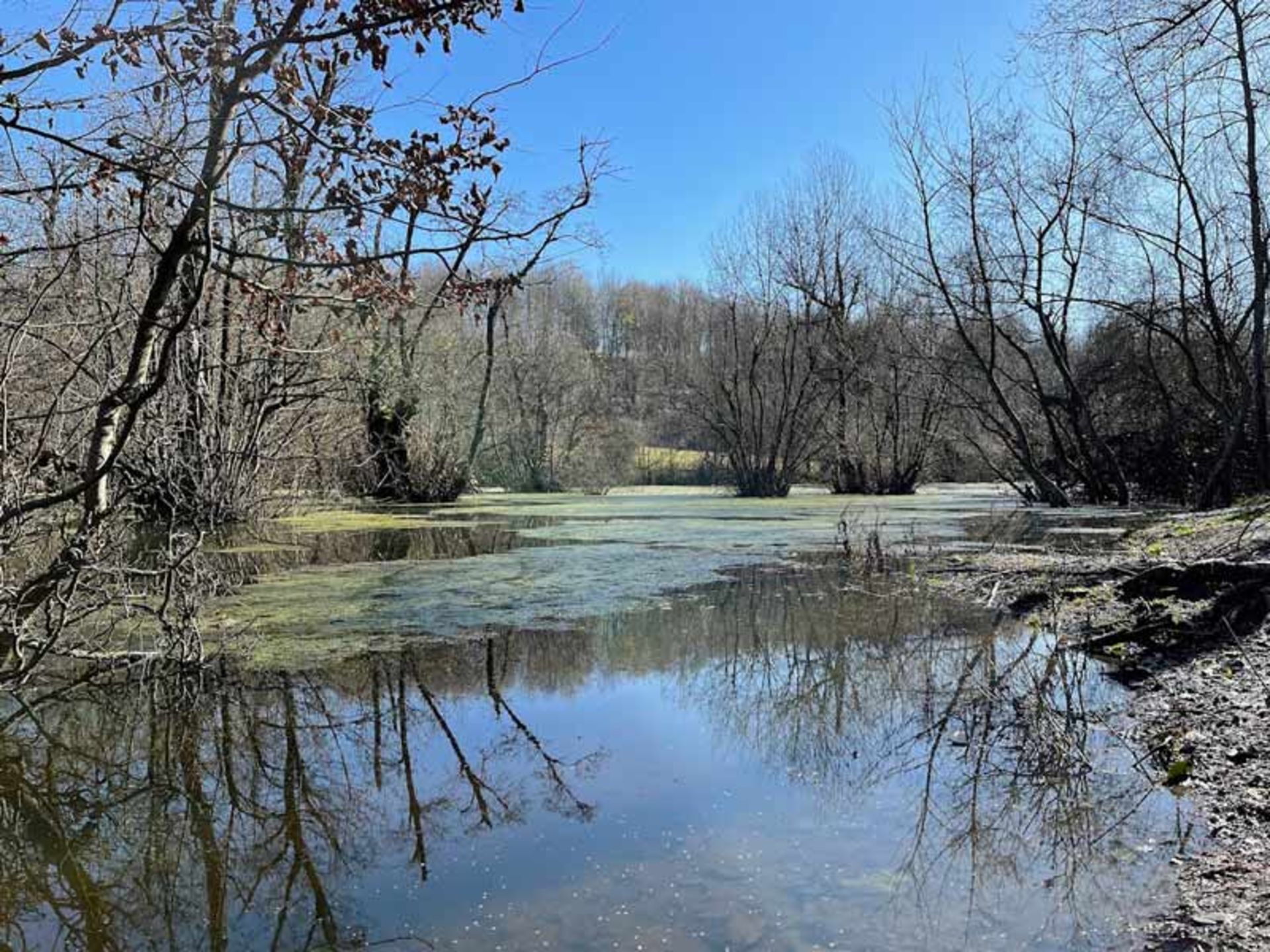Trees in the marsh of Qadikla Ghaemshahr