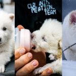 Video/ Birth of the first extinct animal on date using fossil DNA