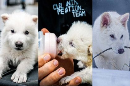 Video/ Birth of the first extinct animal on date using fossil DNA