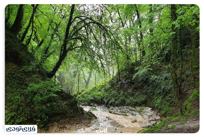 The vegetation and animal of the beech forest