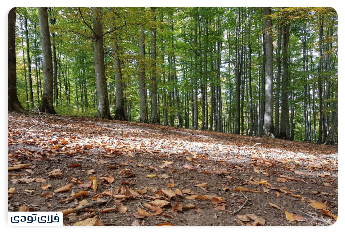 What does Rash mean?