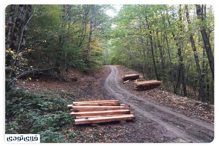 The route of access to the beech forest