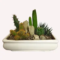 Cactus Natural Plant PG_20