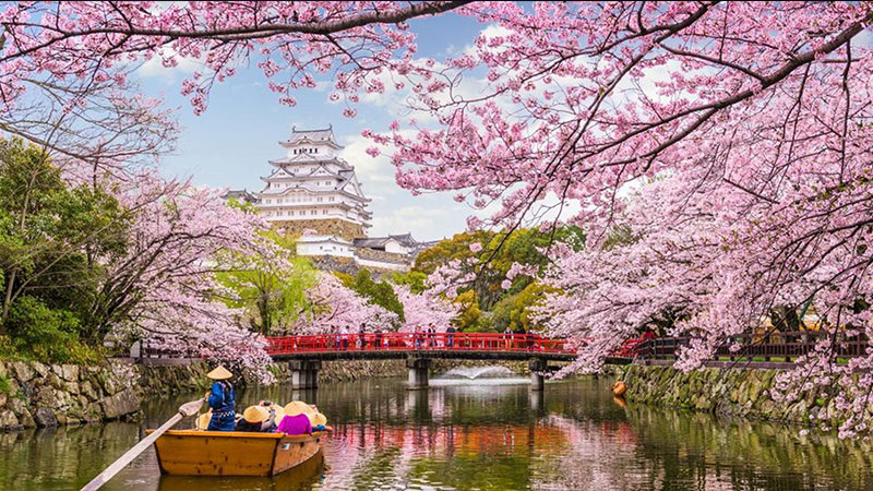 Japan Cherry Blossom Festival / Cherry Blossom Festival - Japan