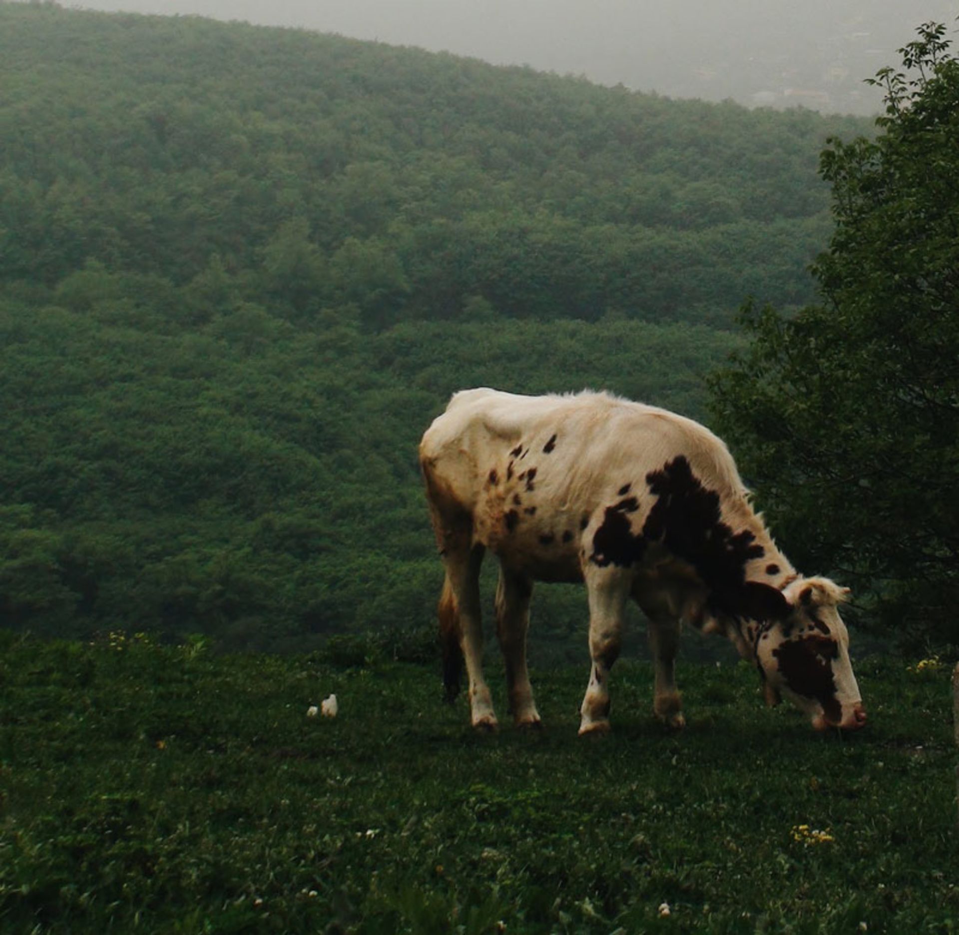 Cow grazing