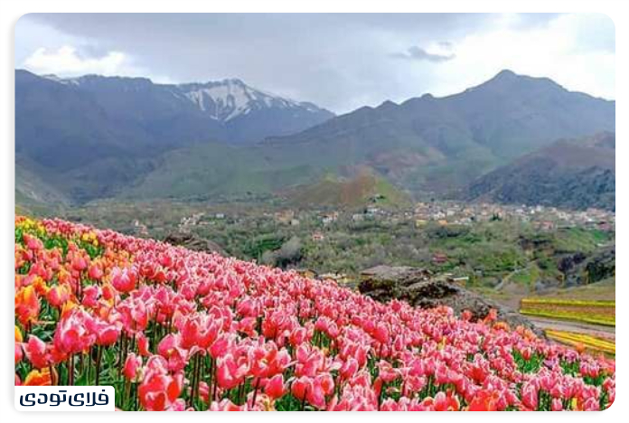 Kendar village of Karaj Karaj Tulip Plains