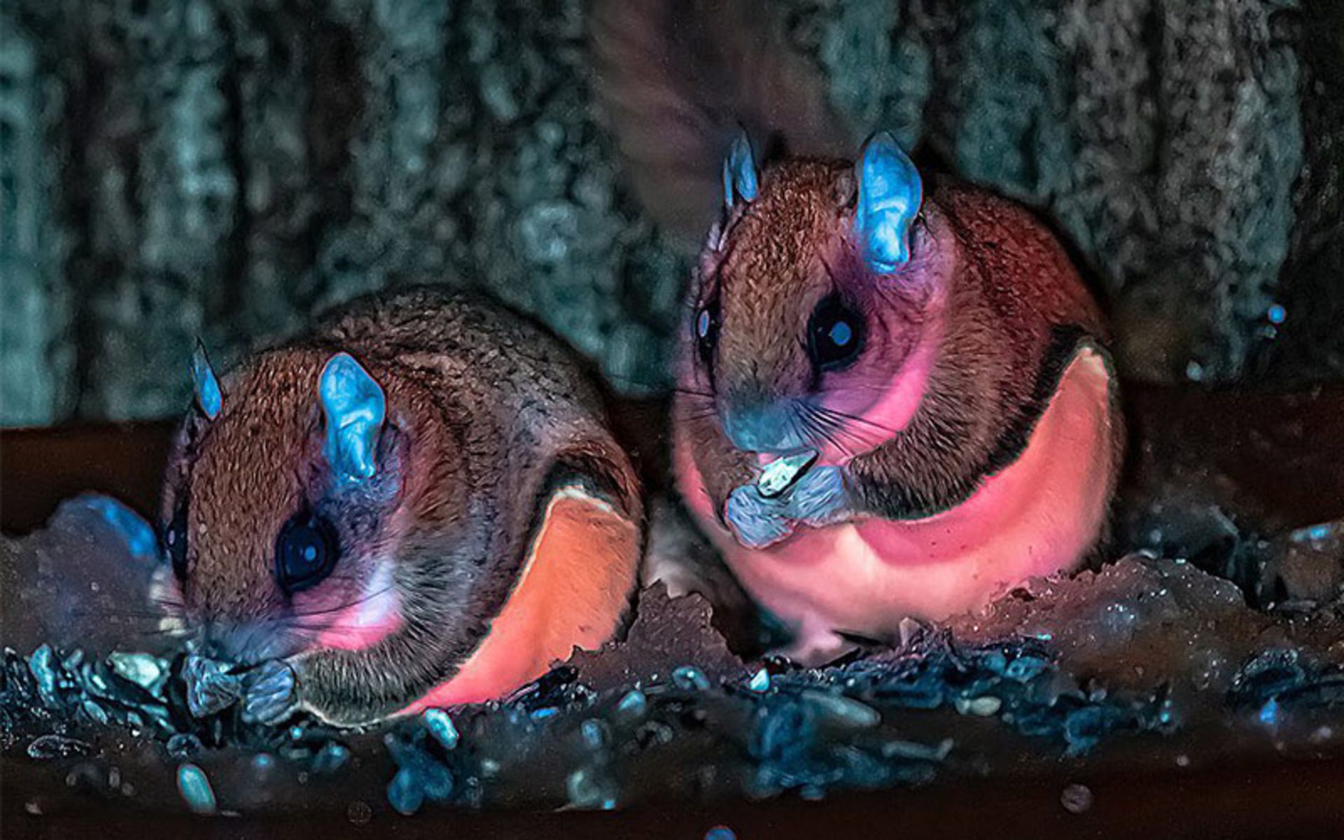 Luminosity of squirrels under the light of ultraviolet