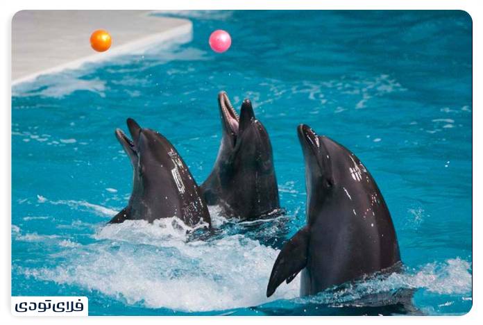 Dubai frame | From the past to the Dubai in a frame