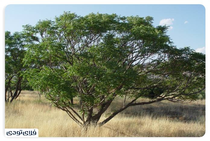 Iranian and Turanian area