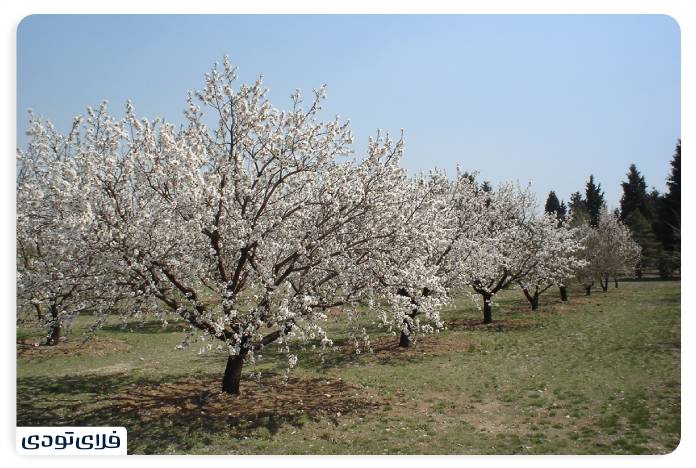 Iranian fruit garden section
