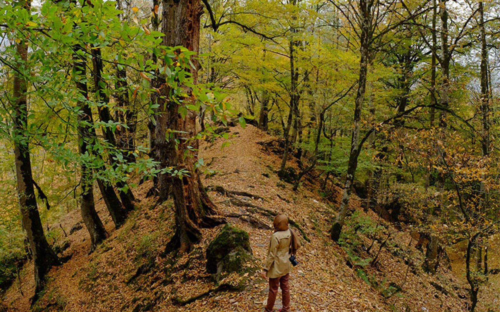 Abbas Abad Forest in Autumn