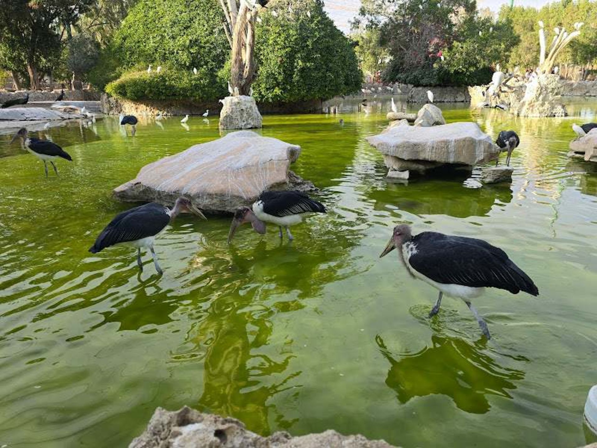 Kish Bird Garden Animals