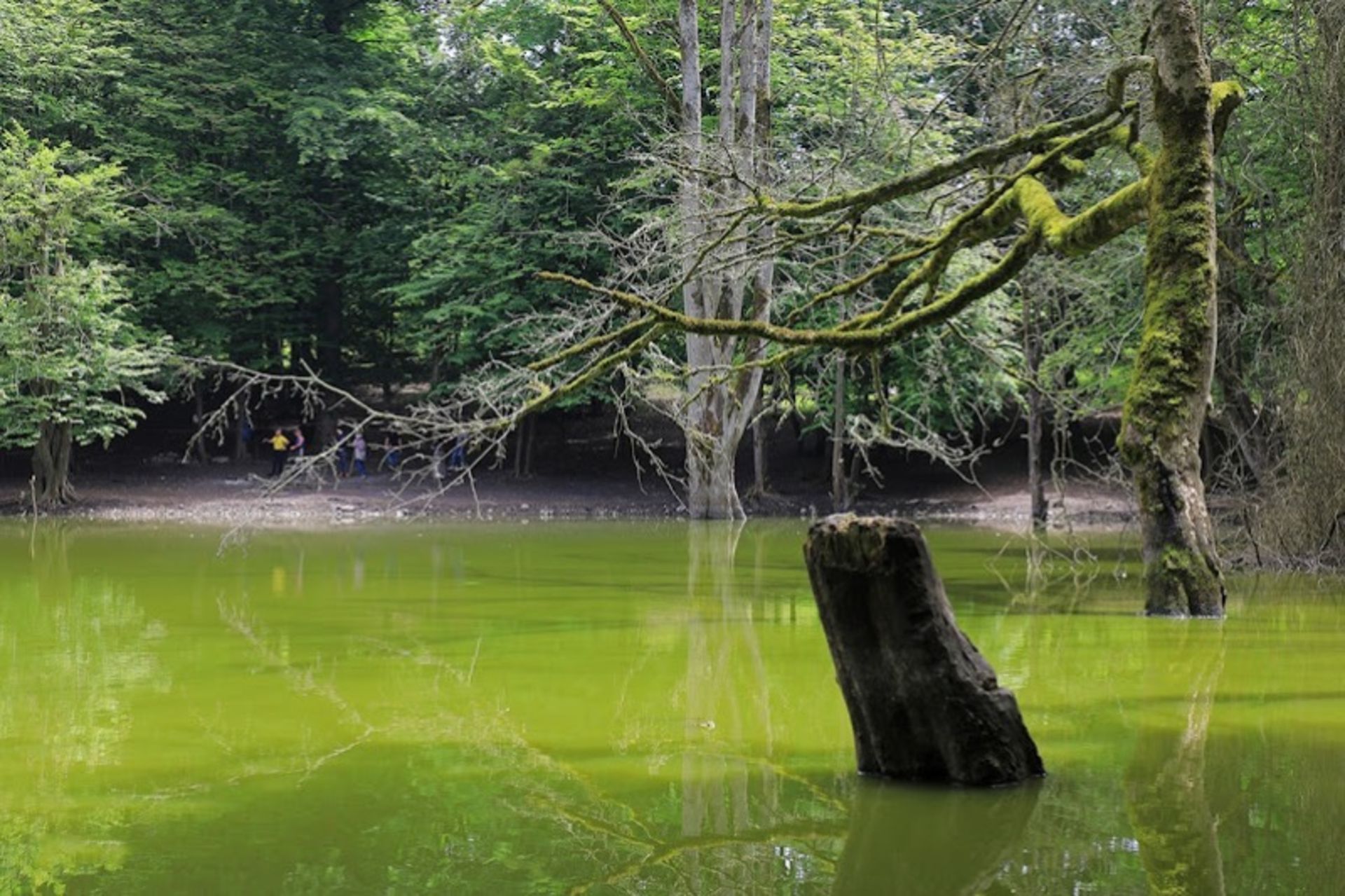 Hessel marsh in the spring